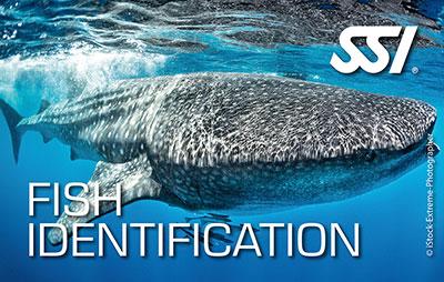 Fish Identification SSI